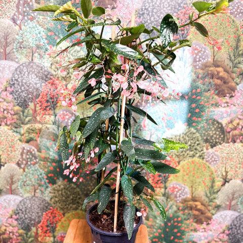 Begonia ‘Coral Pink’ - Sprouts of Bristol