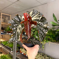 Begonia ‘Cracklin’ Rosie’ - Sprouts of Bristol