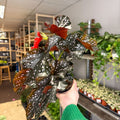 Begonia ‘Cracklin’ Rosie’ - Sprouts of Bristol