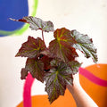 Begonia 'De Elegans' - Welsh Grown - Sprouts of Bristol