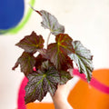 Begonia 'De Elegans' - Welsh Grown - Sprouts of Bristol