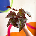 Begonia 'De Elegans' - Welsh Grown - Sprouts of Bristol