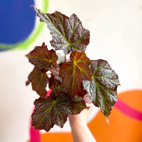 Begonia 'De Elegans' - Welsh Grown - Sprouts of Bristol