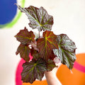 Begonia 'De Elegans' - Welsh Grown - Sprouts of Bristol