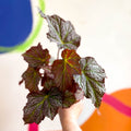 Begonia 'De Elegans' - Welsh Grown - Sprouts of Bristol