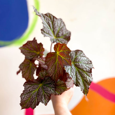 Begonia 'De Elegans' - Welsh Grown - Sprouts of Bristol