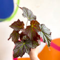 Begonia 'De Elegans' - Welsh Grown - Sprouts of Bristol