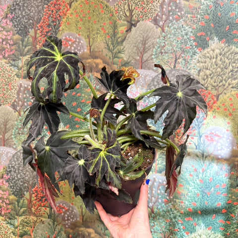 Begonia ‘Draco’ - Sprouts of Bristol