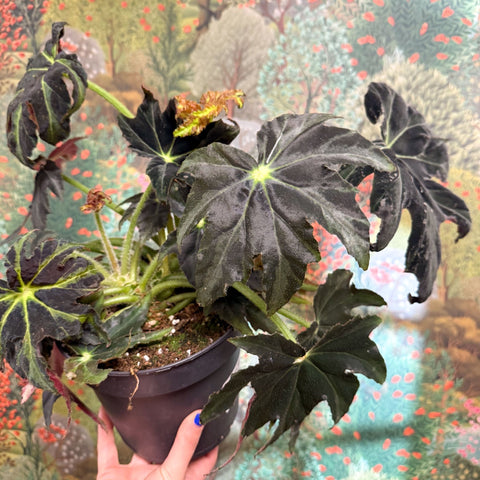 Begonia ‘Draco’ - Sprouts of Bristol
