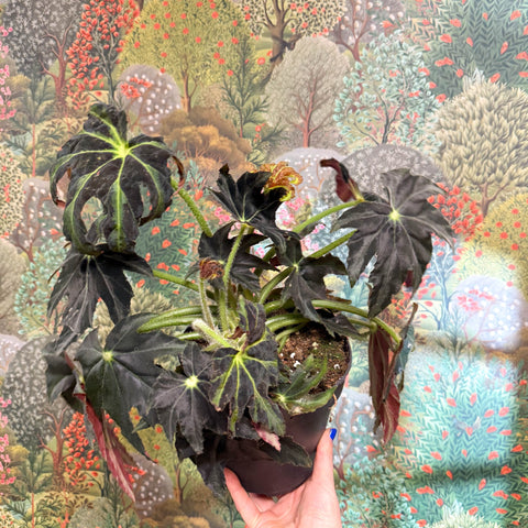 Begonia ‘Draco’ - Sprouts of Bristol