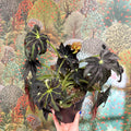 Begonia ‘Draco’ - Sprouts of Bristol
