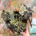 Begonia ‘Draco’ - Sprouts of Bristol