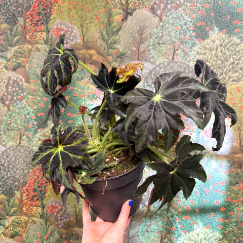 Begonia ‘Draco’ - Sprouts of Bristol