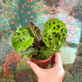 Begonia ferox - Fierce Plant - Sprouts of Bristol