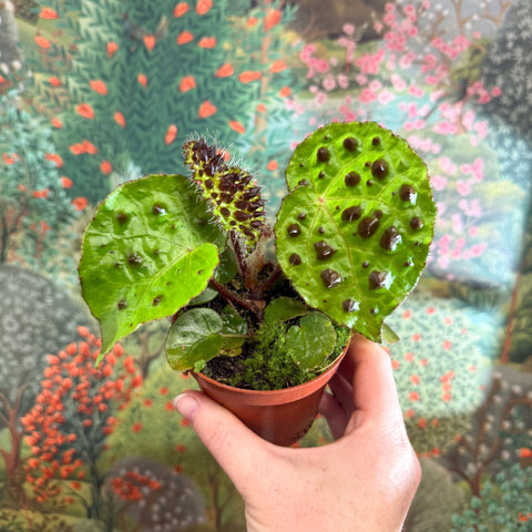 Begonia ferox - Fierce Plant - Sprouts of Bristol