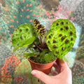 Begonia ferox - Fierce Plant - Sprouts of Bristol