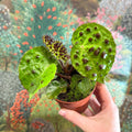 Begonia ferox - Fierce Plant - Sprouts of Bristol