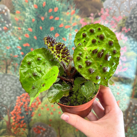 Begonia ferox - Fierce Plant - Sprouts of Bristol