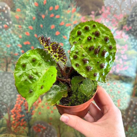 Begonia ferox - Fierce Plant - Sprouts of Bristol