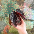 Begonia 'Firefly' - Sprouts of Bristol