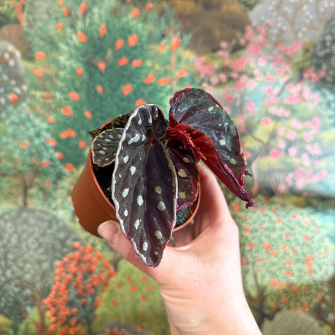Begonia 'Firefly' - Sprouts of Bristol