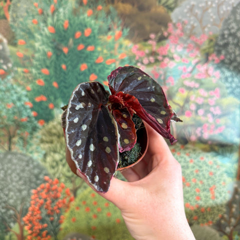 Begonia 'Firefly' - Sprouts of Bristol