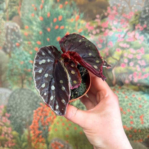 Begonia 'Firefly' - Sprouts of Bristol