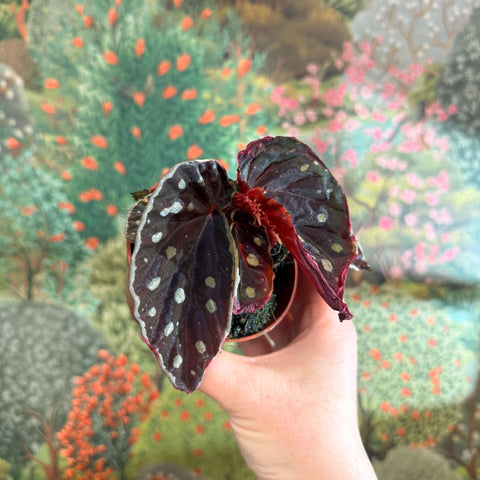 Begonia 'Firefly' - Sprouts of Bristol