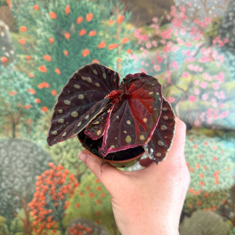 Begonia 'Firefly' - Sprouts of Bristol