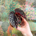 Begonia 'Firefly' - Sprouts of Bristol
