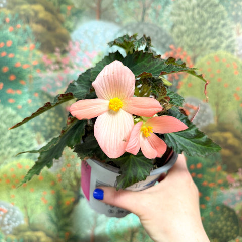 Begonia ‘Florencio Pink’ - Sprouts of Bristol
