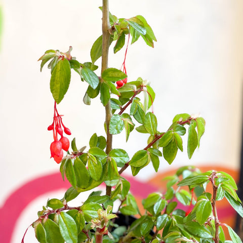 Begonia fuchsioides - Welsh Grown - Sprouts of Bristol