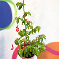 Begonia fuchsioides - Welsh Grown - Sprouts of Bristol