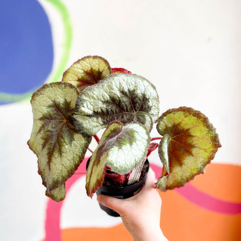 Begonia griffithii - Welsh Grown - Sprouts of Bristol