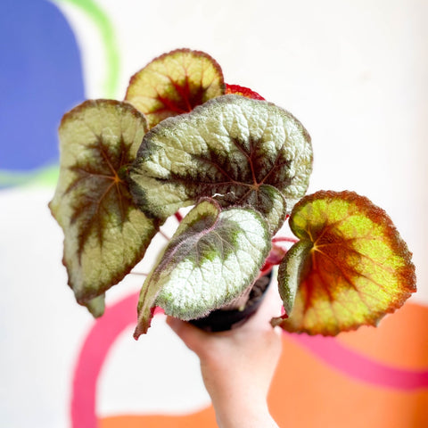 Begonia griffithii - Welsh Grown - Sprouts of Bristol