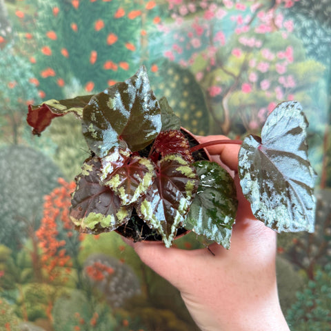 Begonia ignita - Sprouts of Bristol