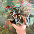 Begonia ignita - Sprouts of Bristol