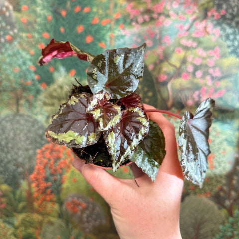Begonia ignita - Sprouts of Bristol