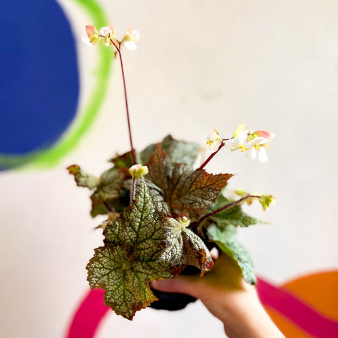 Begonia imperialis x 'Bokit' - Welsh Grown - Sprouts of Bristol