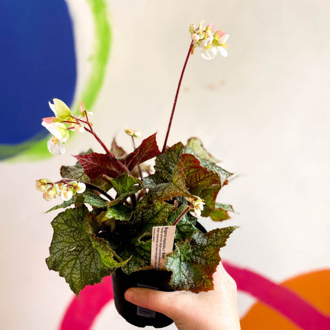 Begonia imperialis x 'Bokit' - Welsh Grown - Sprouts of Bristol