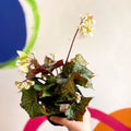 Begonia imperialis x 'Bokit' - Welsh Grown - Sprouts of Bristol