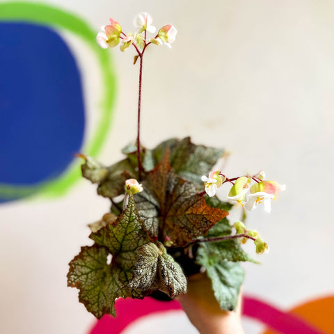 Begonia imperialis x 'Bokit' - Welsh Grown - Sprouts of Bristol