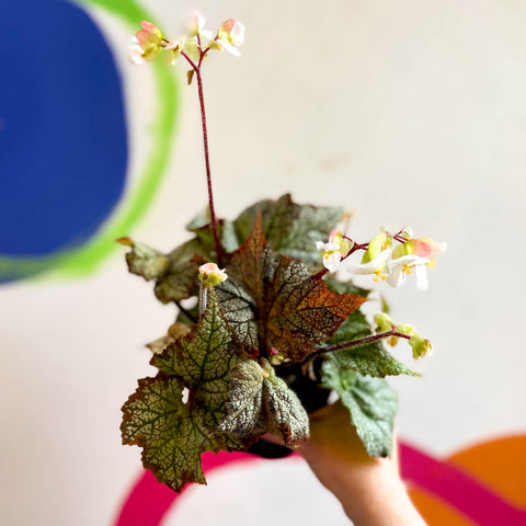 Begonia imperialis x 'Bokit' - Welsh Grown - Sprouts of Bristol