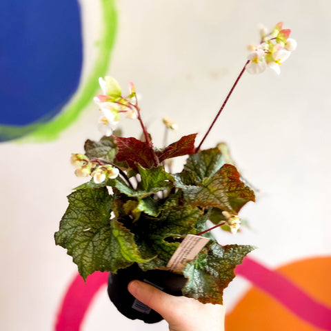 Begonia imperialis x 'Bokit' - Welsh Grown - Sprouts of Bristol