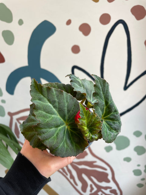 Begonia 'Limitless ' - British Grown (Mixed Colours) - Sprouts of Bristol