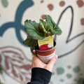 Begonia 'Limitless ' - British Grown (Mixed Colours) - Sprouts of Bristol