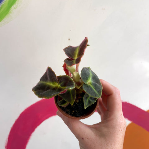 Begonia listada - Welsh Grown - Sprouts of Bristol