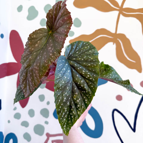 Begonia 'Lucerna' - Welsh Grown - Sprouts of Bristol