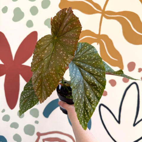 Begonia 'Lucerna' - Welsh Grown - Sprouts of Bristol