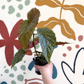 Begonia 'Lucerna' - Welsh Grown - Sprouts of Bristol
